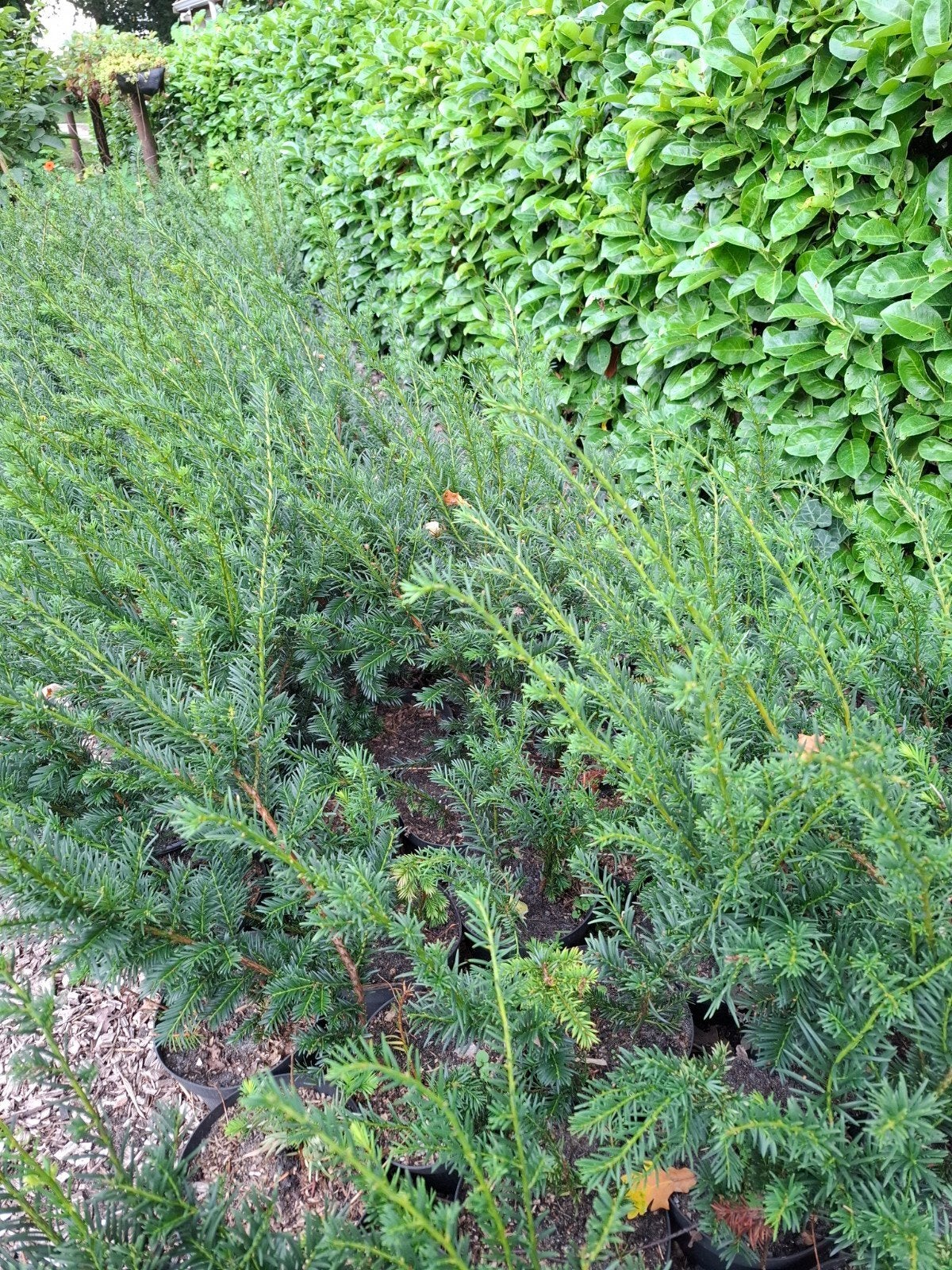 Taxus in potten - Ideaal voor haag of solitaire aanplant, Vaste plant, Bloeit niet, Halfschaduw, Ophalen