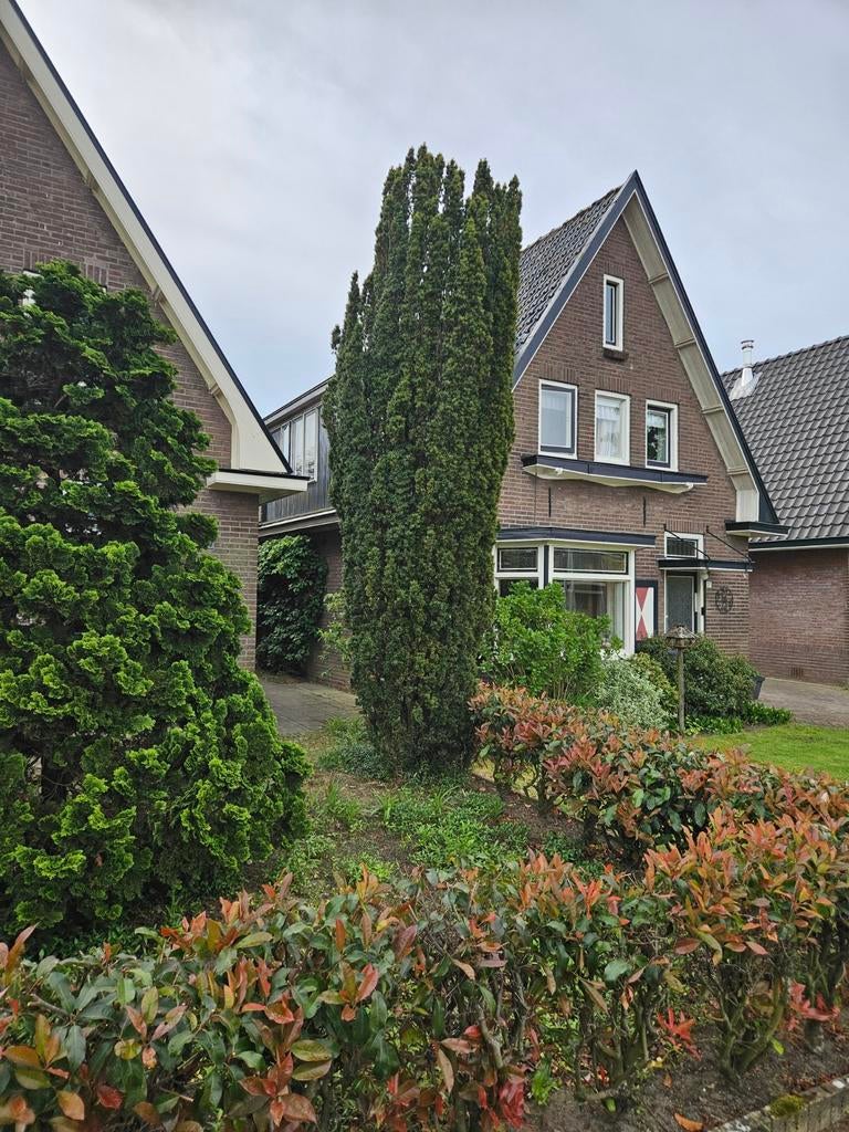 Taxus, Tuin en Terras, Planten | Bomen, Ophalen