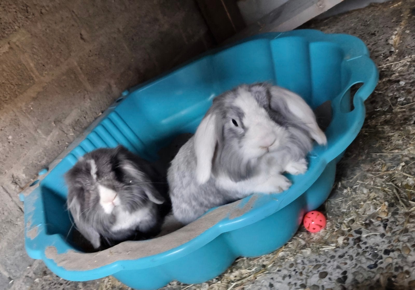 Liefdevolle (grote ruimte) gezocht voor deze knappe lieverds, Dieren en Toebehoren, Konijnen