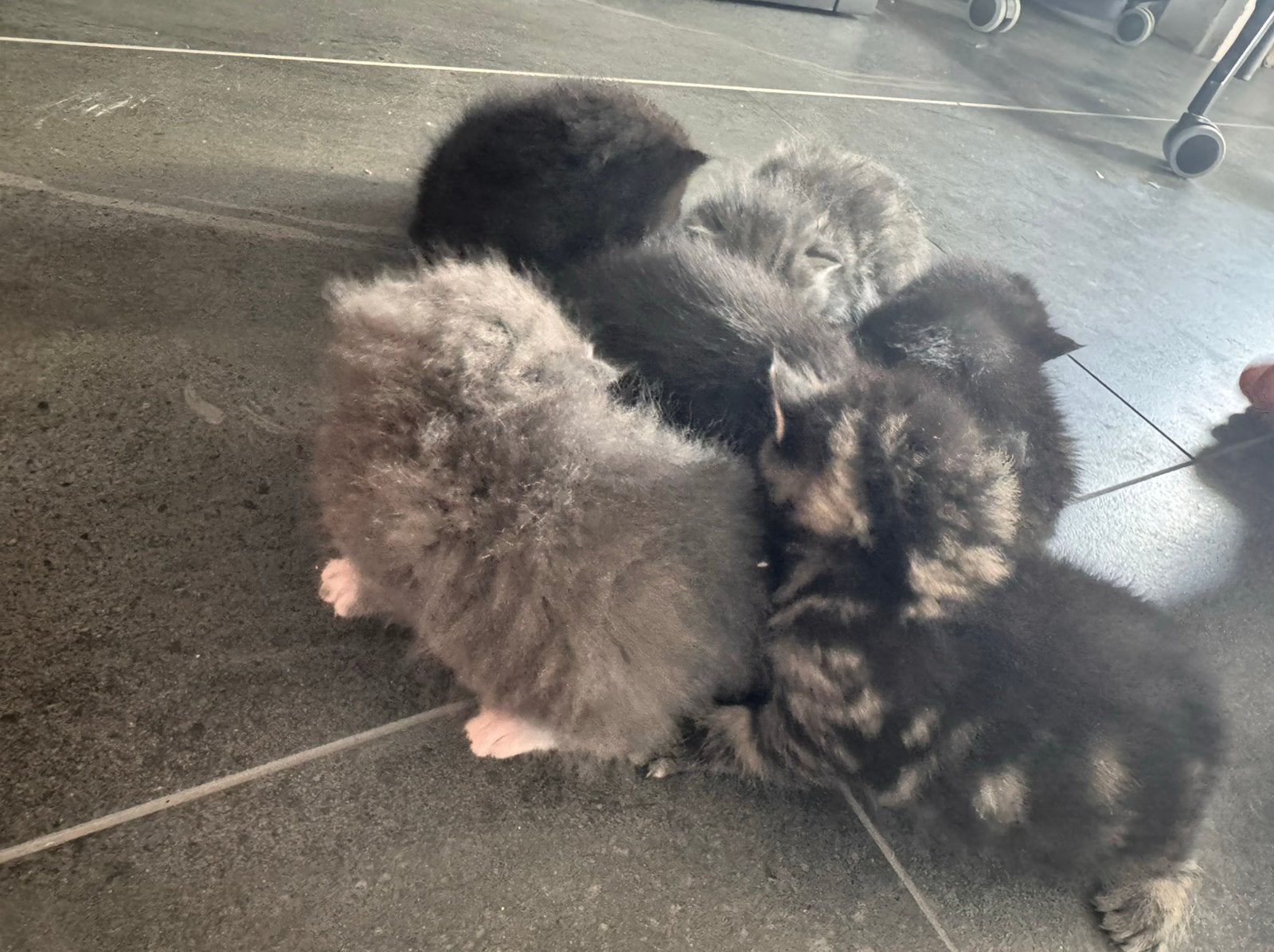 Halve maine coon kittens, 0 tot 2 jaar