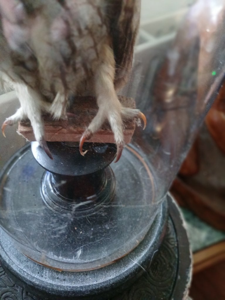 Opgezette uil, Verzamelen, Dierenverzamelingen, Ophalen of Verzenden, Zo goed als nieuw, Vogel, Opgezet dier