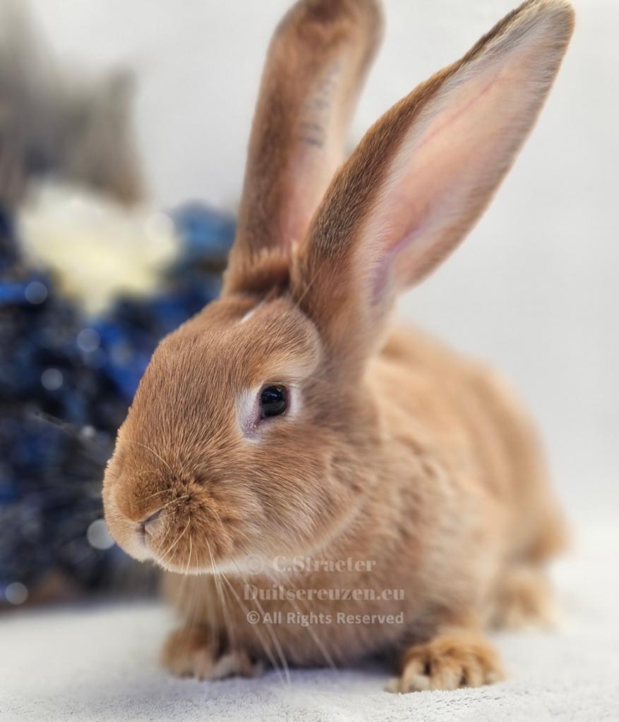 De ECHTE Duitse reuzen Rambo junior bloedlijn., Dieren en Toebehoren, Konijnen, Meerdere dieren, Groot, 0 tot 2 jaar