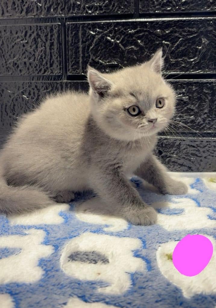 Britse korthaar kittens, Dieren en Toebehoren, Meerdere dieren, Ontwormd, 0 tot 2 jaar