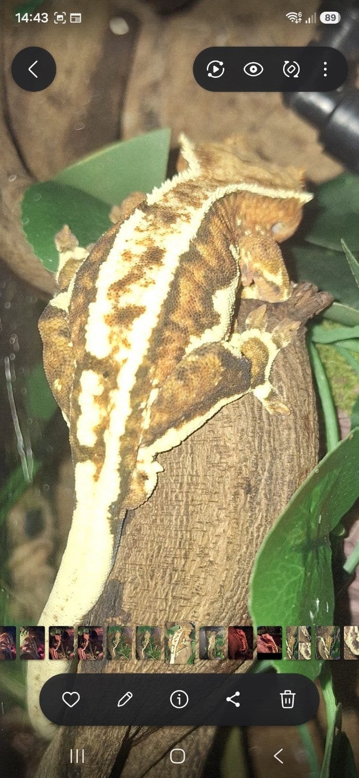 tricolor Lilly white crested gecko Crested Gecko photo 2