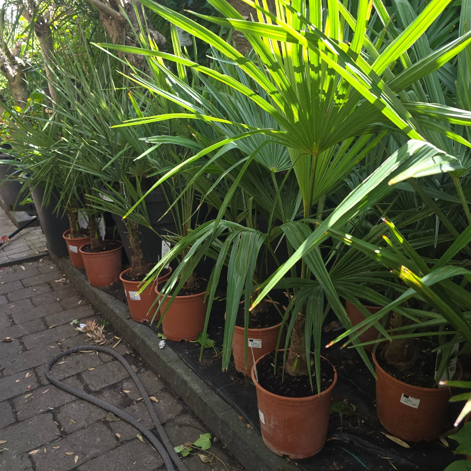 Trachycarpus fortunei (Chinese waaierpalm) te koop! 

G, Ophalen, Gehele jaar, Volle zon