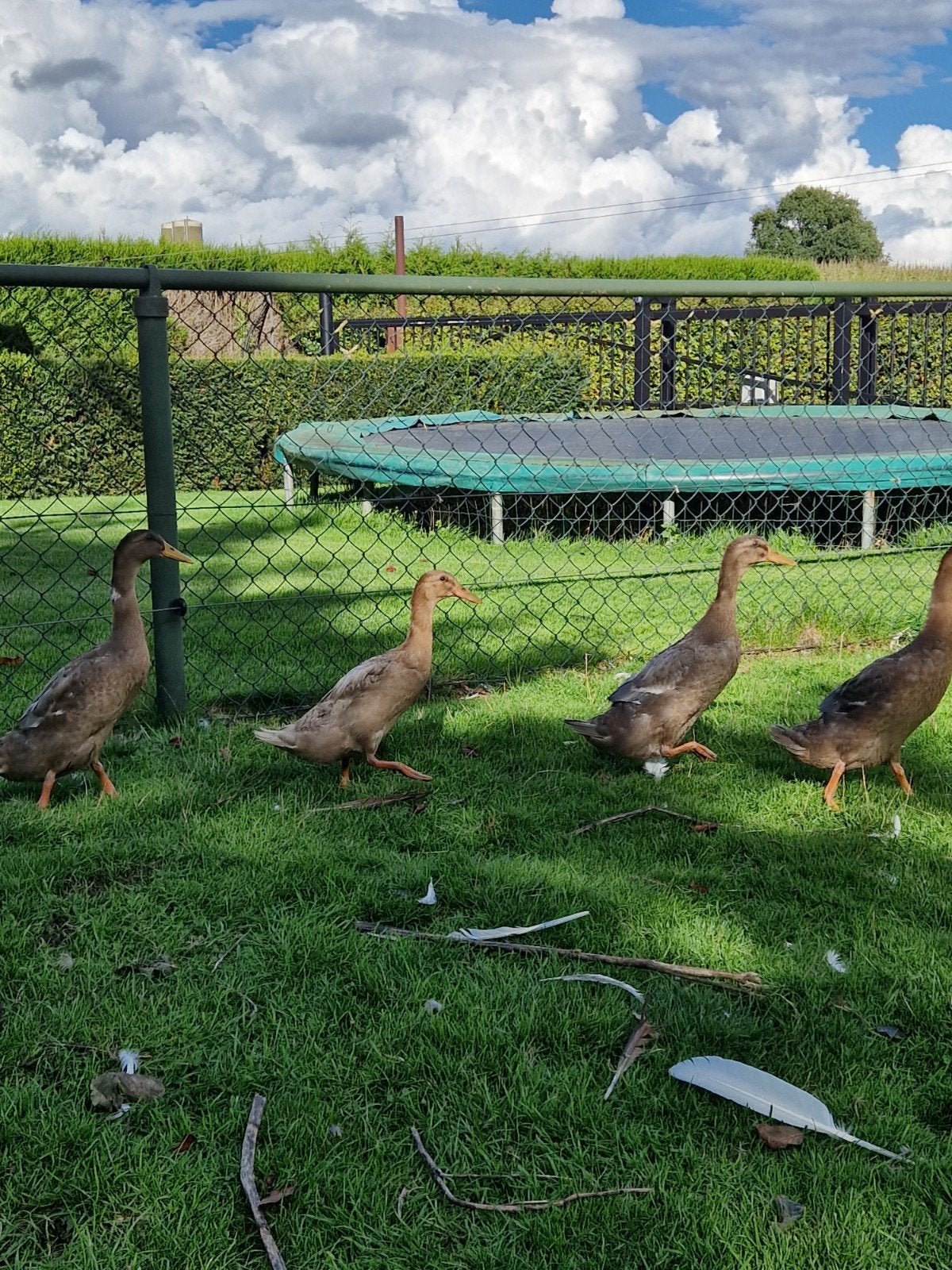 loopenden, Dieren en Toebehoren, Geslacht onbekend, Eend
