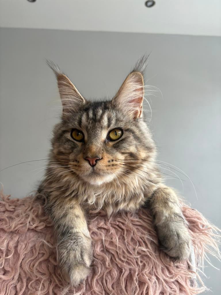 Prachtige maine coon kater met stamboom, Dieren en Toebehoren, Katten en Kittens | Raskatten | Langhaar, Kater, Met stamboom, 0 tot 2 jaar