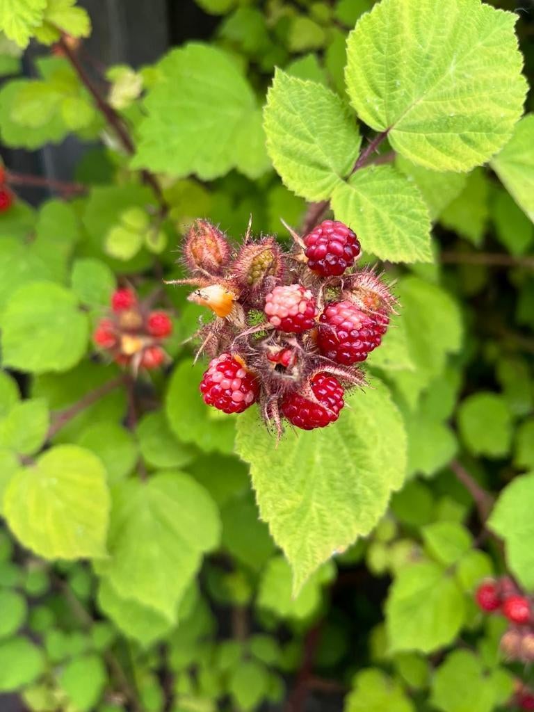 Japanse wijnbes Rubus phoenicolasius jonge plantjes, Ophalen, Vaste plant, Fruitplanten, Volle zon
