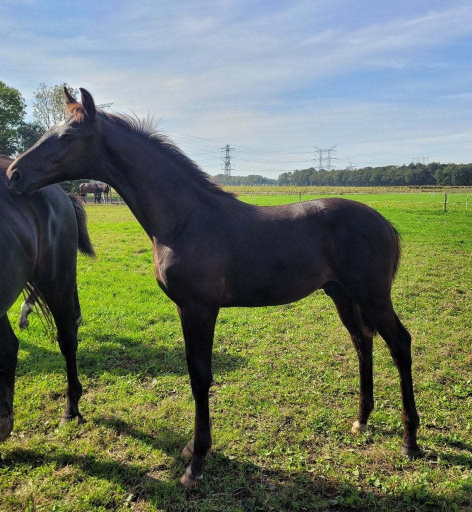 Mooi hengstveulen, gunstige prijs, Dieren en Toebehoren, Met stamboom, Niet van toepassing, Dressuurpaard, 0 tot 2 jaar
