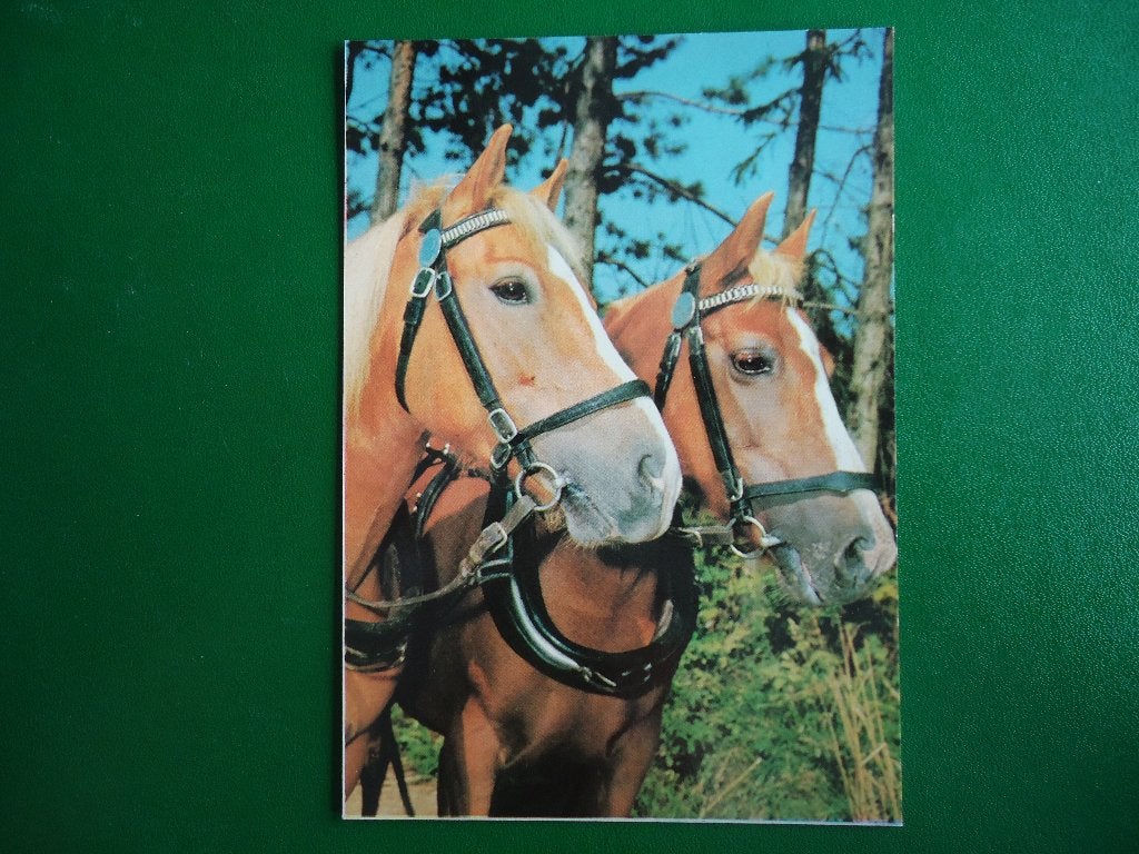 (706) Dierenkaart: PAARDEN, Verzamelen, Verzenden, 1980 tot heden, Ongelopen, Paard