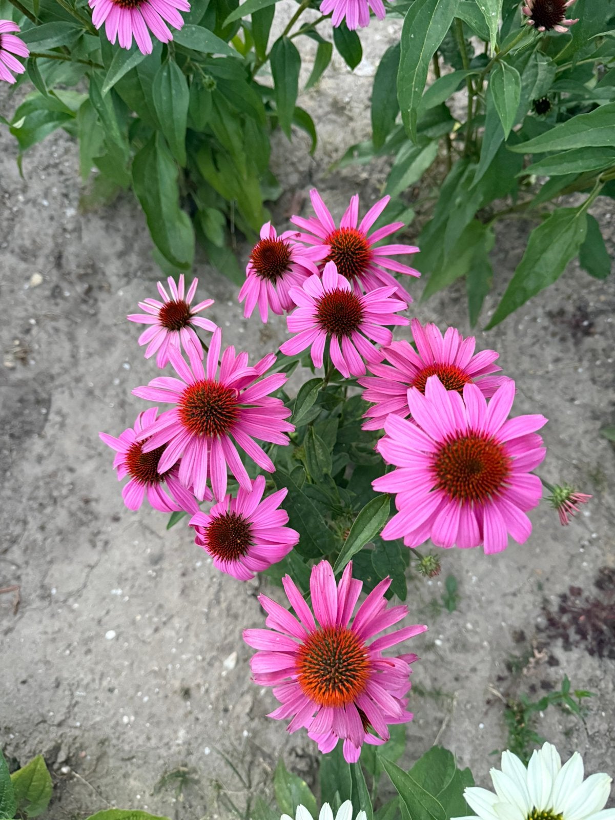 Roze zonnehoed/echinacea, Ophalen, Overige soorten, Volle zon
