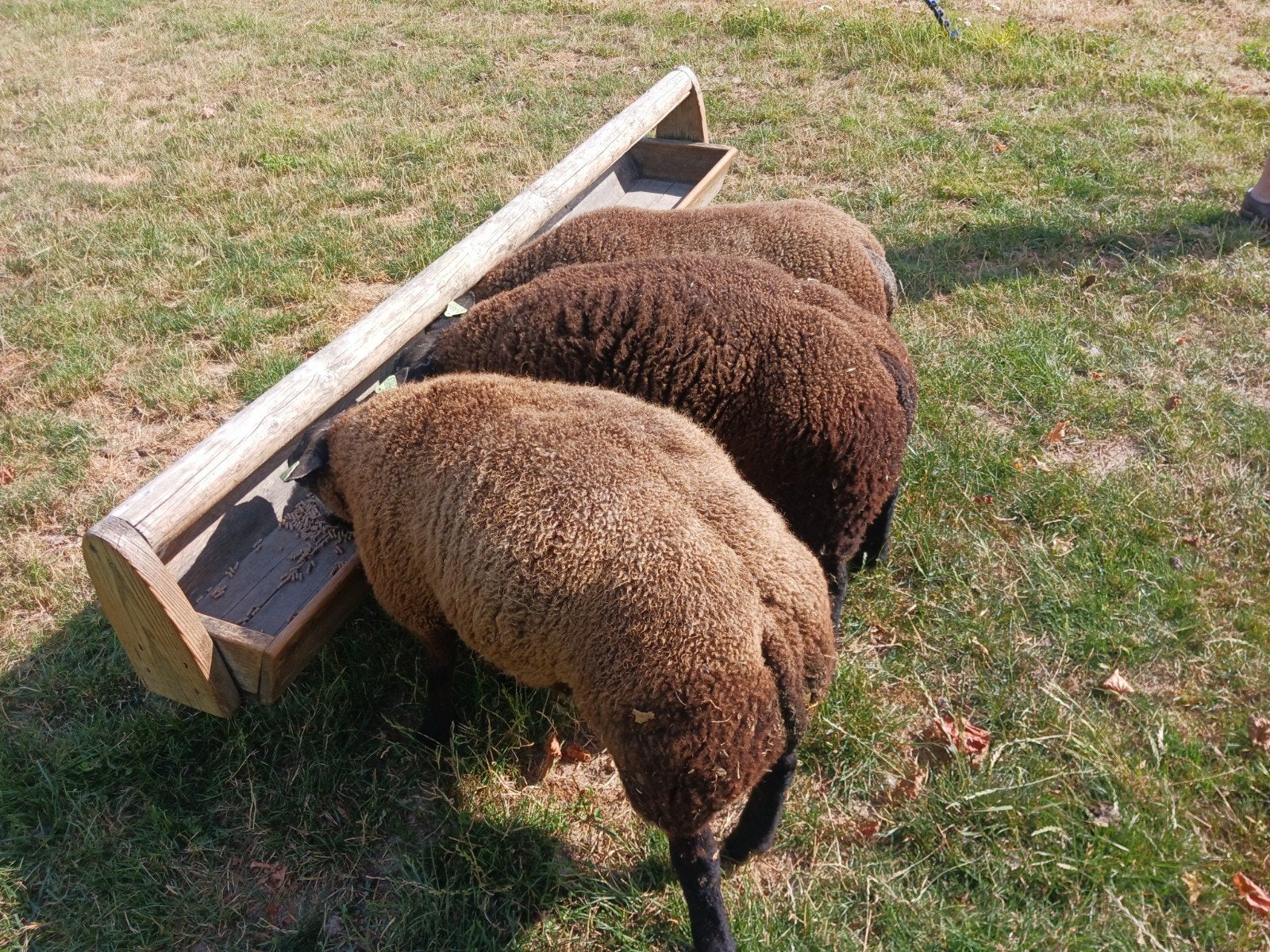 Blauwe texelaar rammen, Dieren en Toebehoren, Mannelijk, Schaap