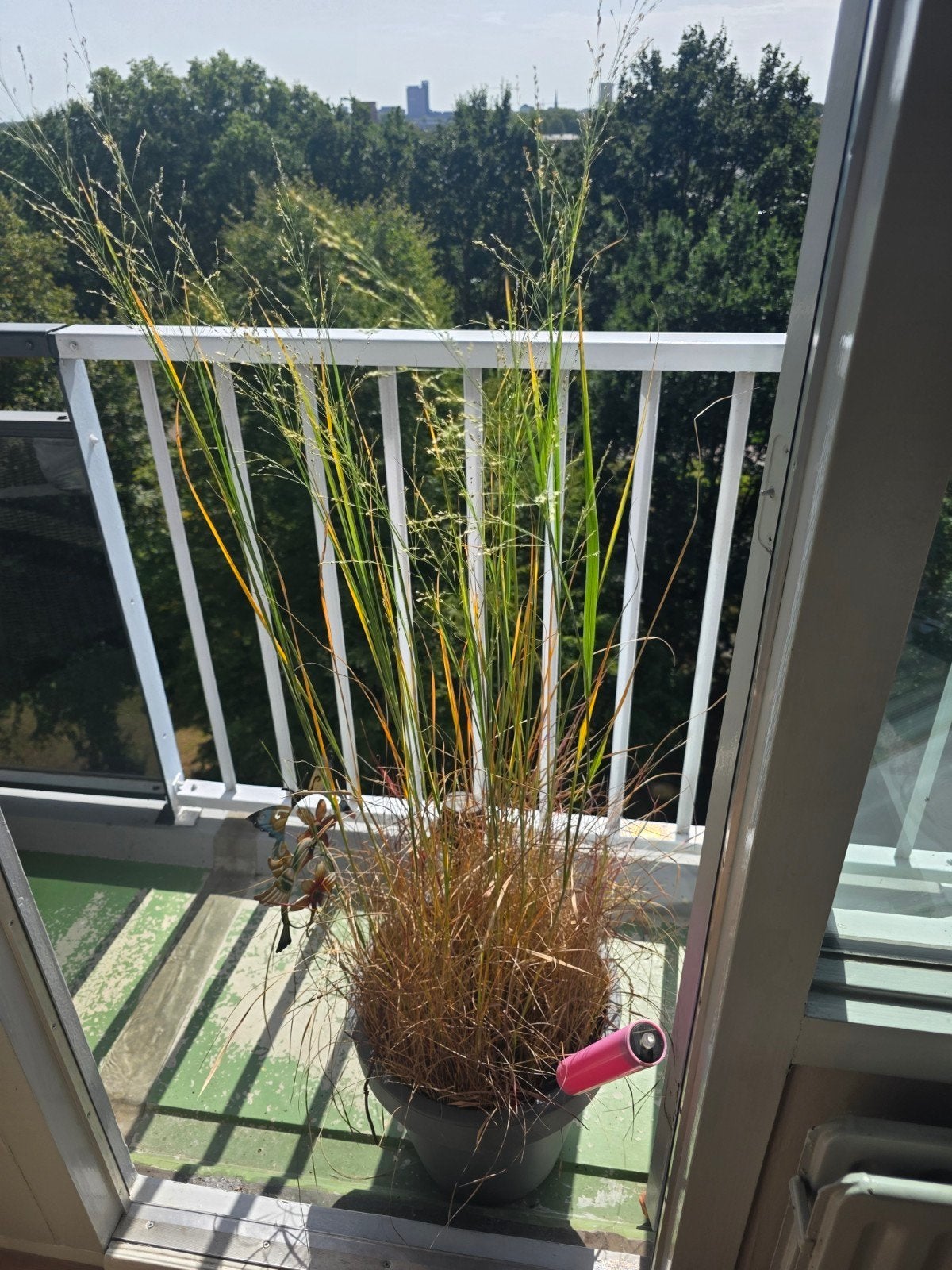 Gratis Bloedgras plant zoekt nieuw thuis, Tuin en Terras, Ophalen