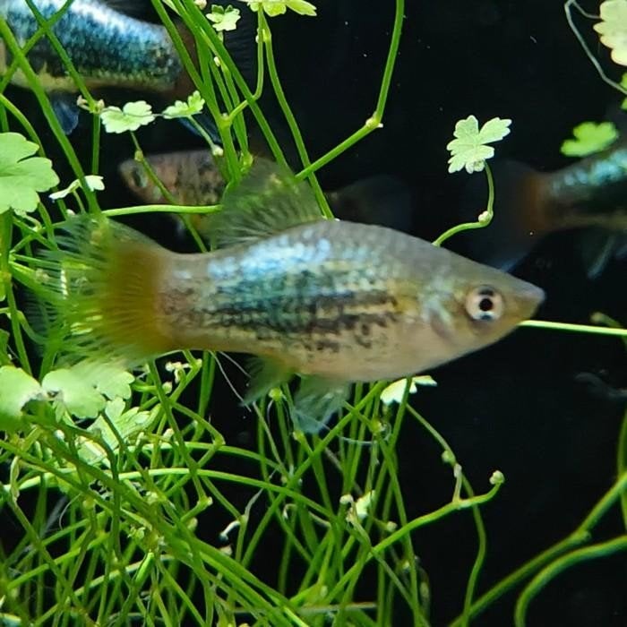 Xiphophorus variatus, Vis