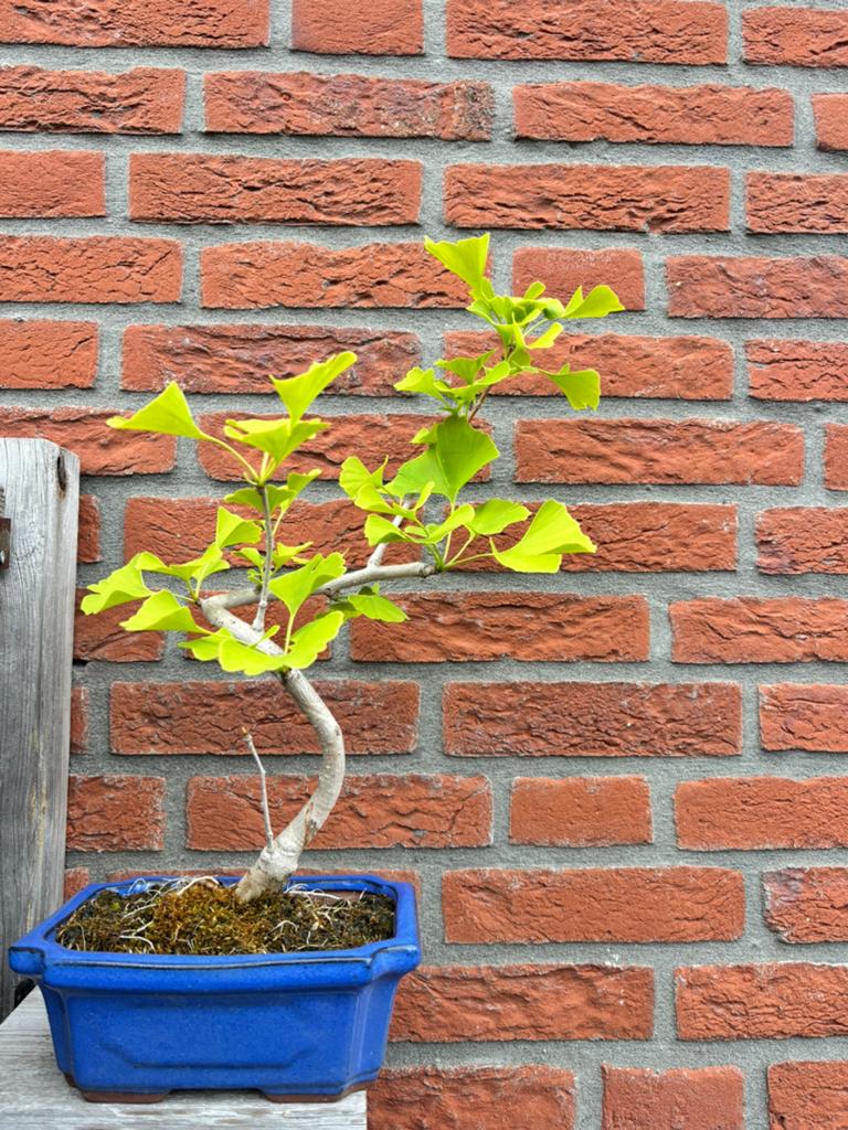 Ginkgo japanse notenboom bonsai, Ophalen, Minder dan 100 cm, Overige soorten, Zomer