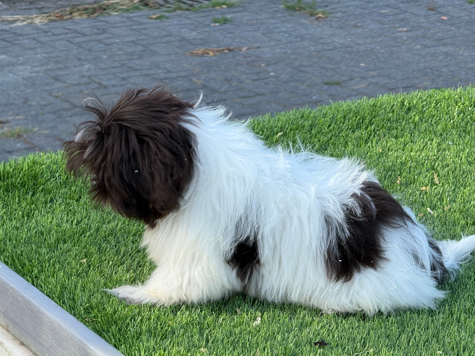 Boomer shih tzu x maltezer pups teefje, Parvo, Nederland, 15 weken tot 1 jaar, Overige rassen