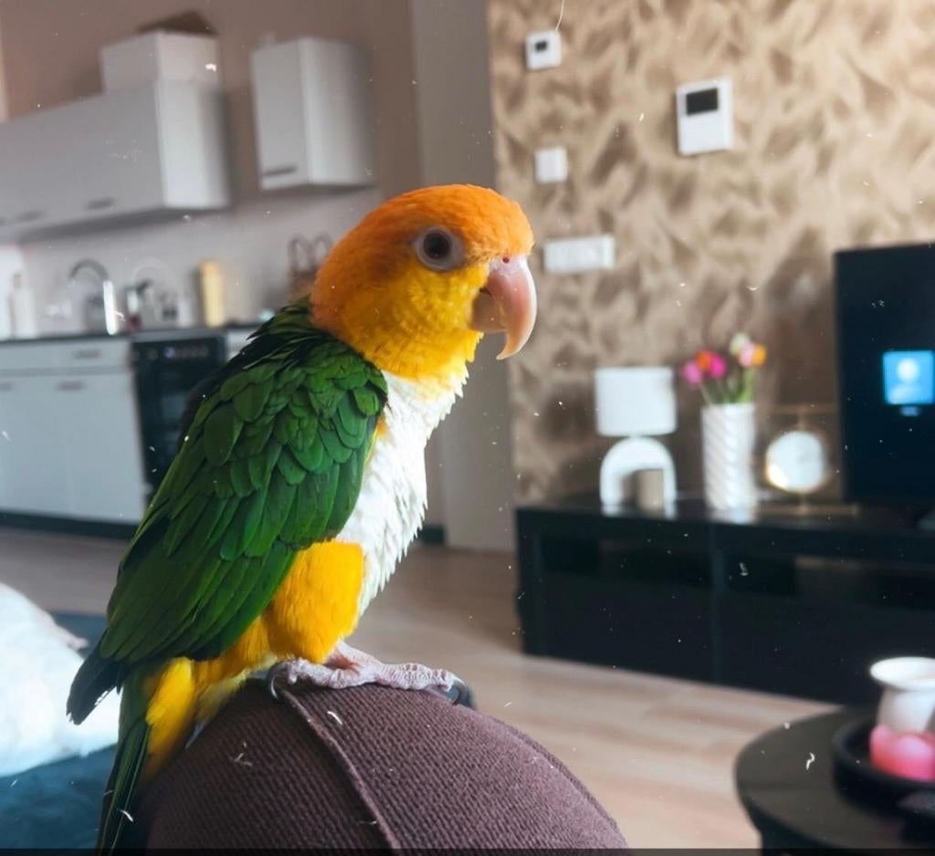 Tamme roestkop caique met strong helioskooi, Dieren en Toebehoren, Ophalen, Metaal, Vogelkooi