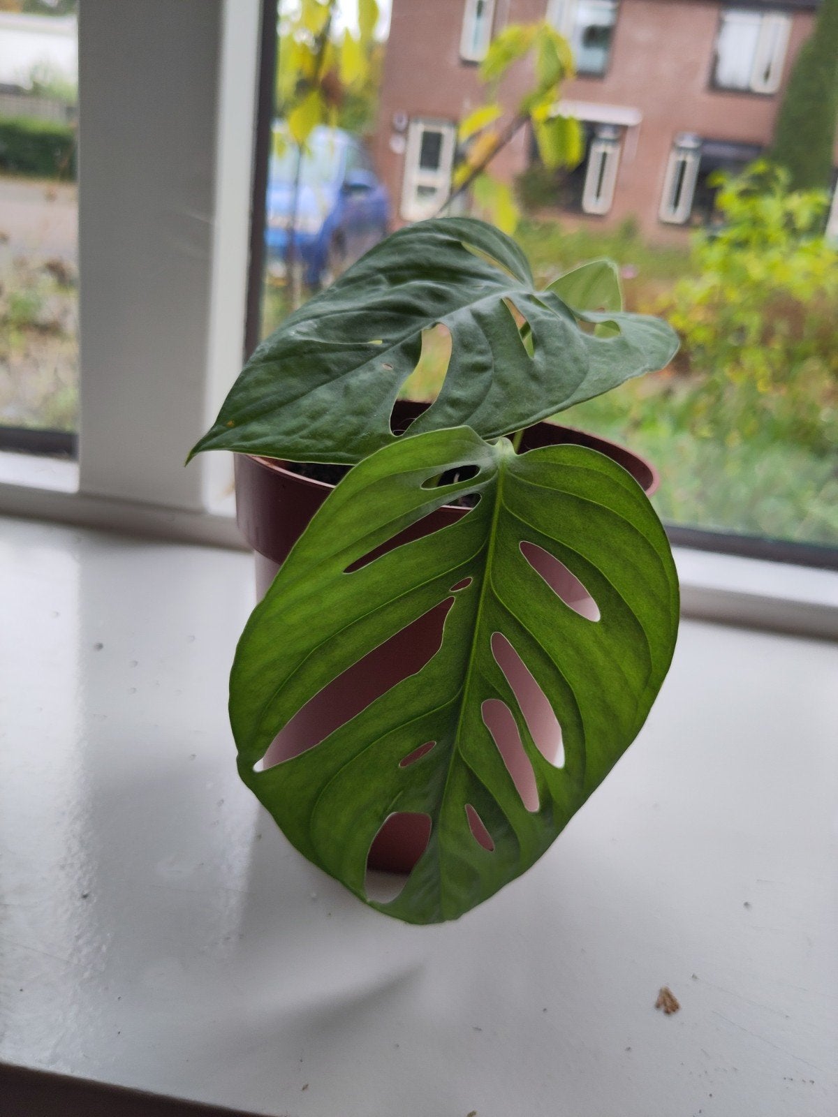 Monsters Monkey Mask Monstera Adansonii, Huis en Inrichting, Ophalen, Overige soorten, Halfschaduw, Minder dan 100 cm