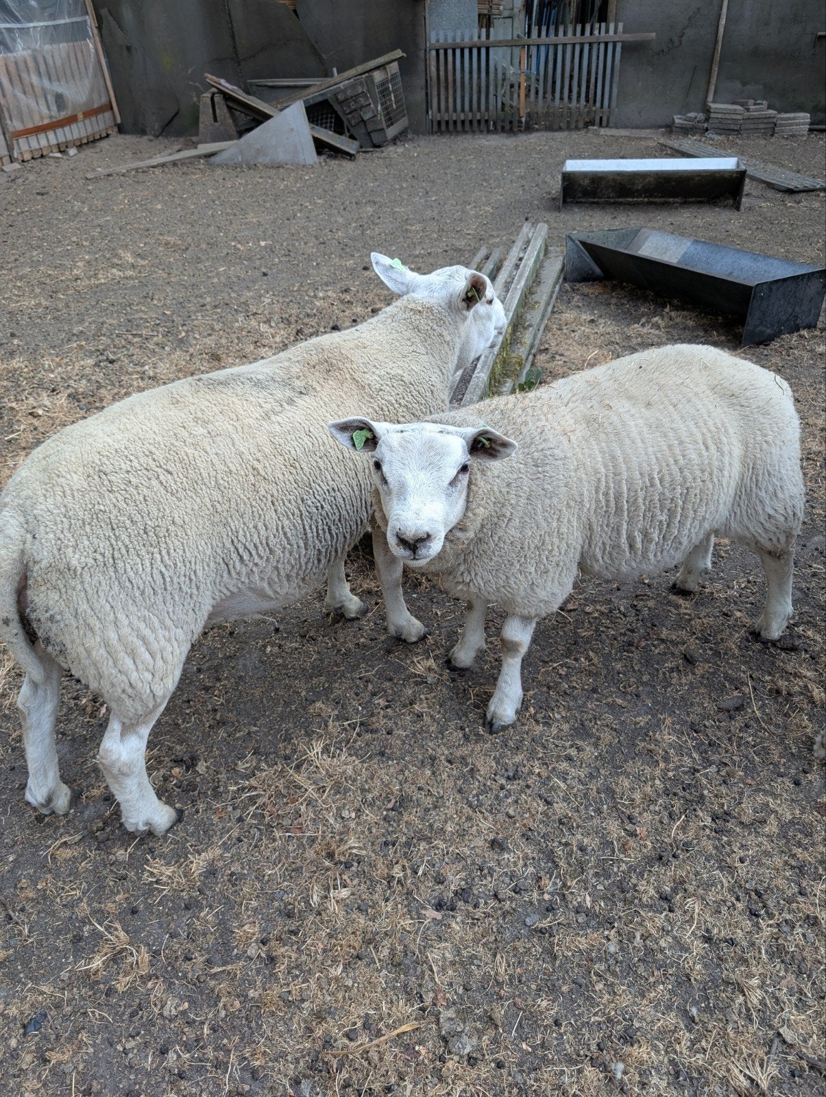 schapen bokken, Dieren en Toebehoren, Mannelijk, Schaap