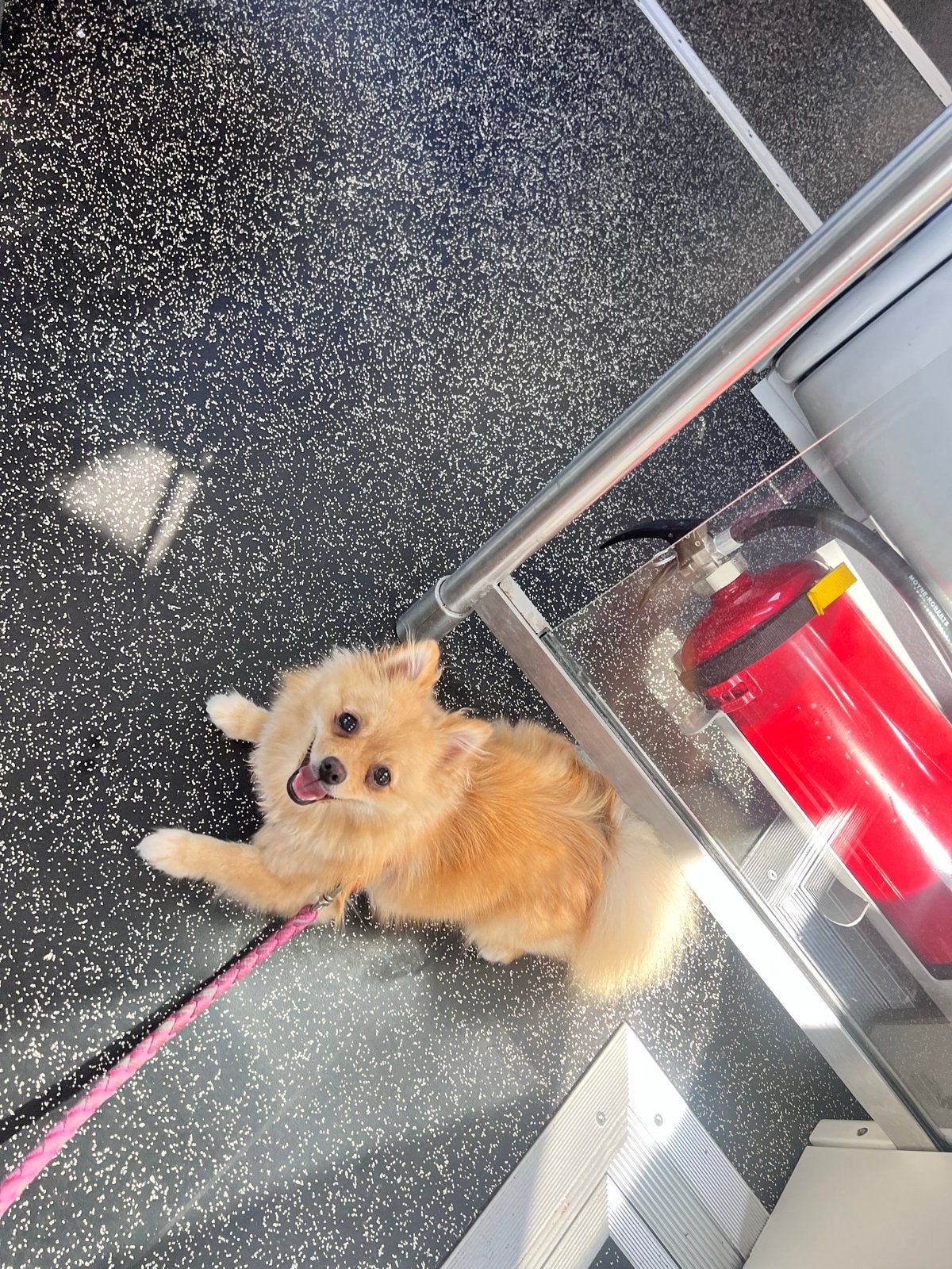 Mia (Pomeranian), Dieren en Toebehoren, Honden | Niet-rashonden, Nederland, 15 weken tot 1 jaar, Handelaar, CDV (hondenziekte)