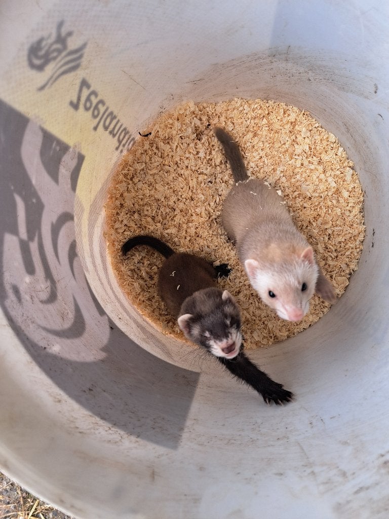 jonge Fretjes, Dieren en Toebehoren, Mei, Meerdere dieren, Fret