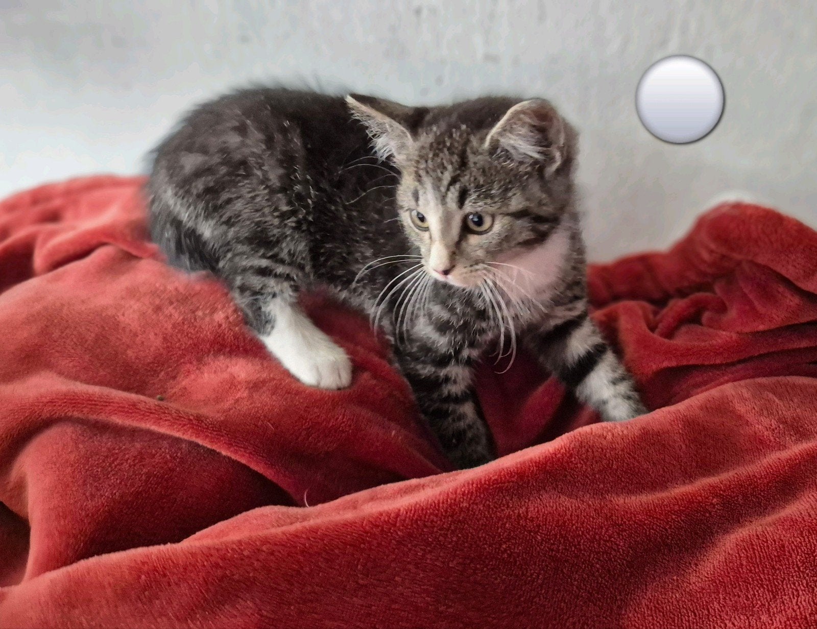 Zeer mooi grijs wit tijger kitten(laatste kitten), Kater, Kortharig, 0 tot 2 jaar