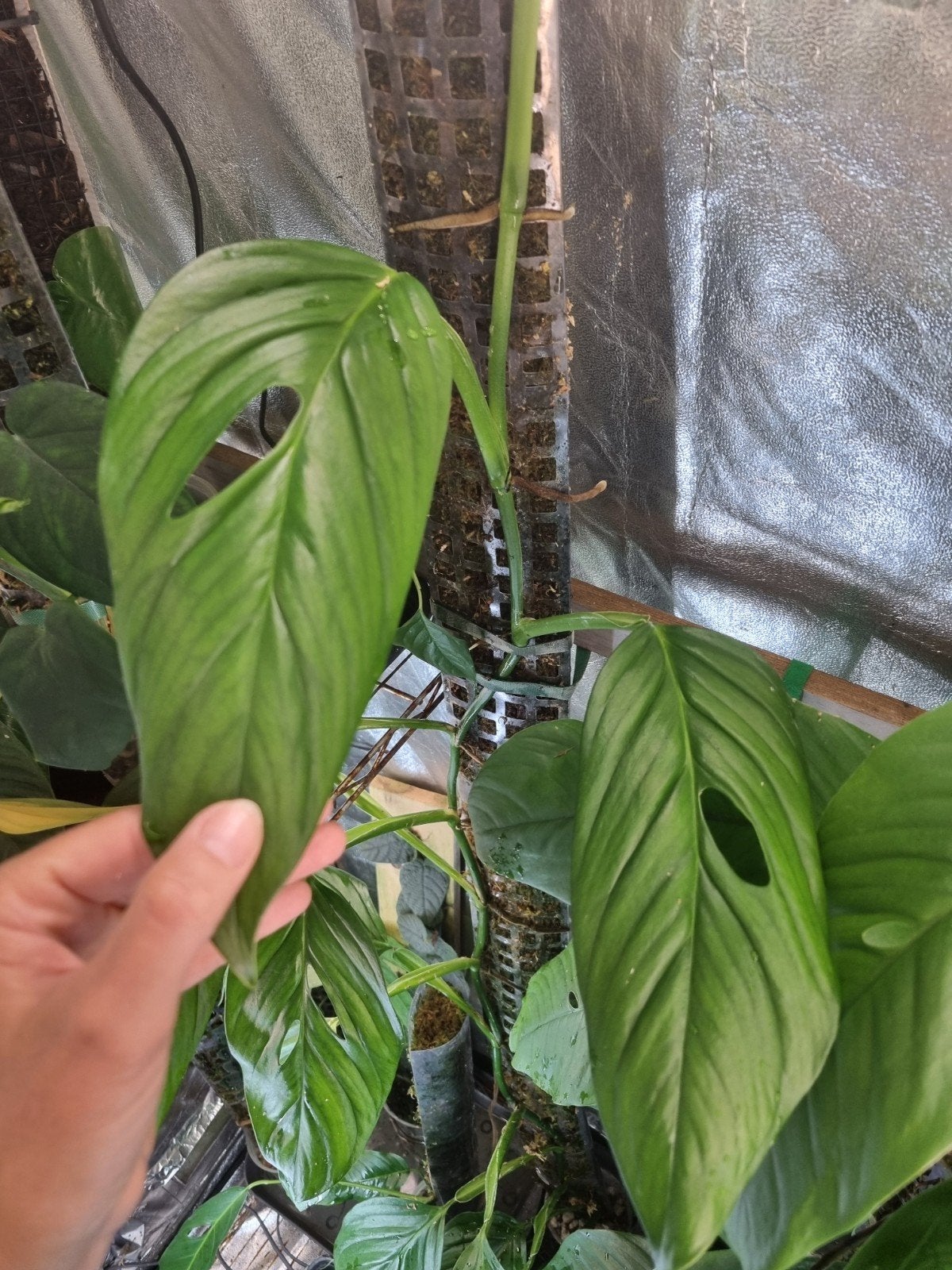 monstera canellos stek, Ophalen of Verzenden, Halfschaduw, Minder dan 100 cm