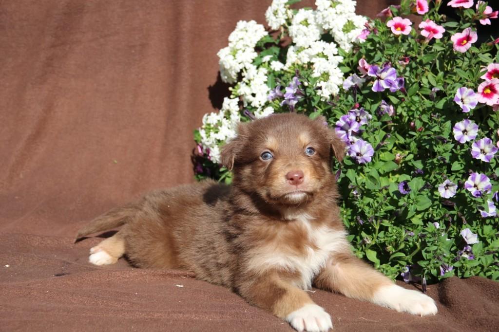 Te koop Border collie x Australian Shepherd pups, Dieren en Toebehoren, Honden | Herdershonden en Veedrijvers, Parvo, Overige rassen