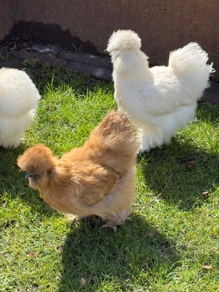 Broedeieren van de USA zijdehoen, Dieren en Toebehoren, Pluimvee, Geslacht onbekend, Kip