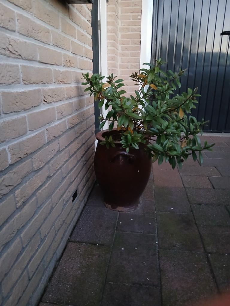 Ouderwetse Keulse pot, Volle zon, Bloeit niet, Minder dan 100 cm, Overige soorten
