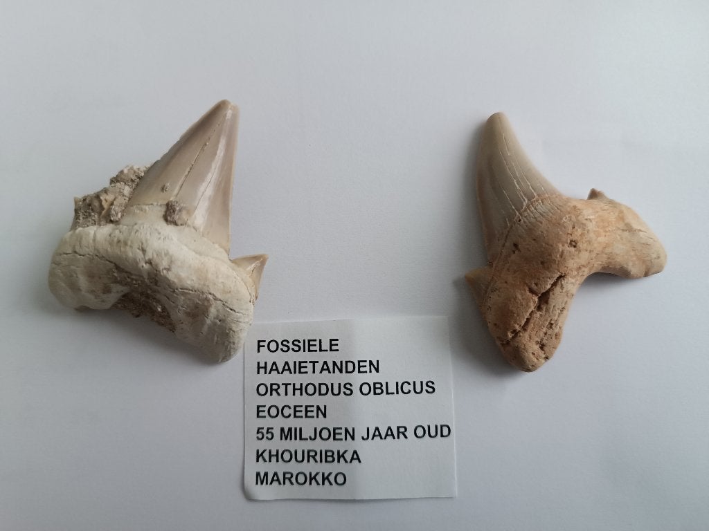 Fossiele haaientanden Ortodus Oblicus, Verzamelen, Mineralen en Fossielen, Ophalen of Verzenden, Fossiel