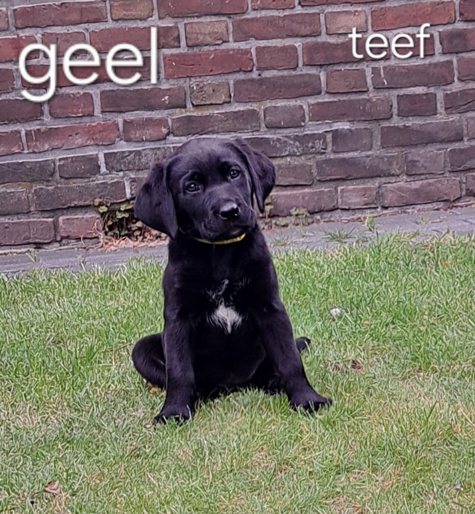 Labrador  pups  nog 1 reu  2 teefjes mogen dit weekend weg, 8 tot 15 weken, Meerdere, Meerdere dieren, Nederland