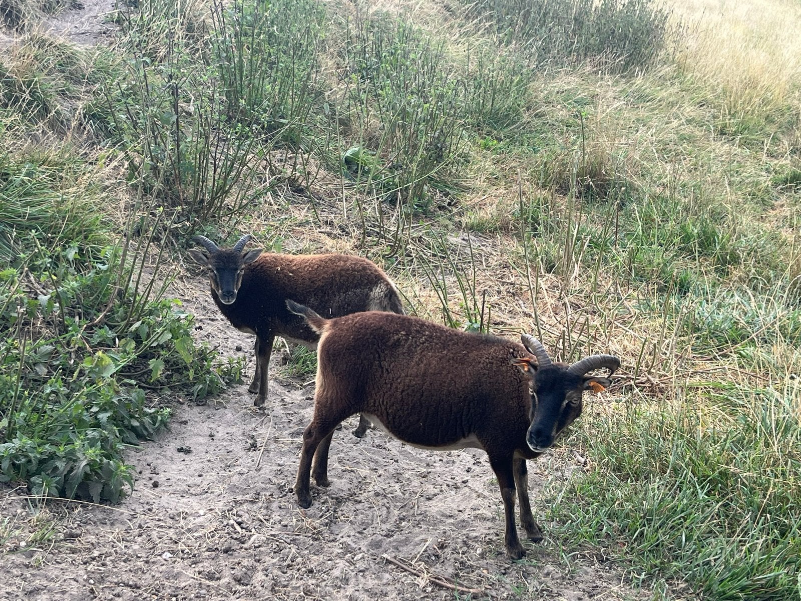 Jonge soay schapen, Dieren en Toebehoren, Vrouwelijk, Schaap