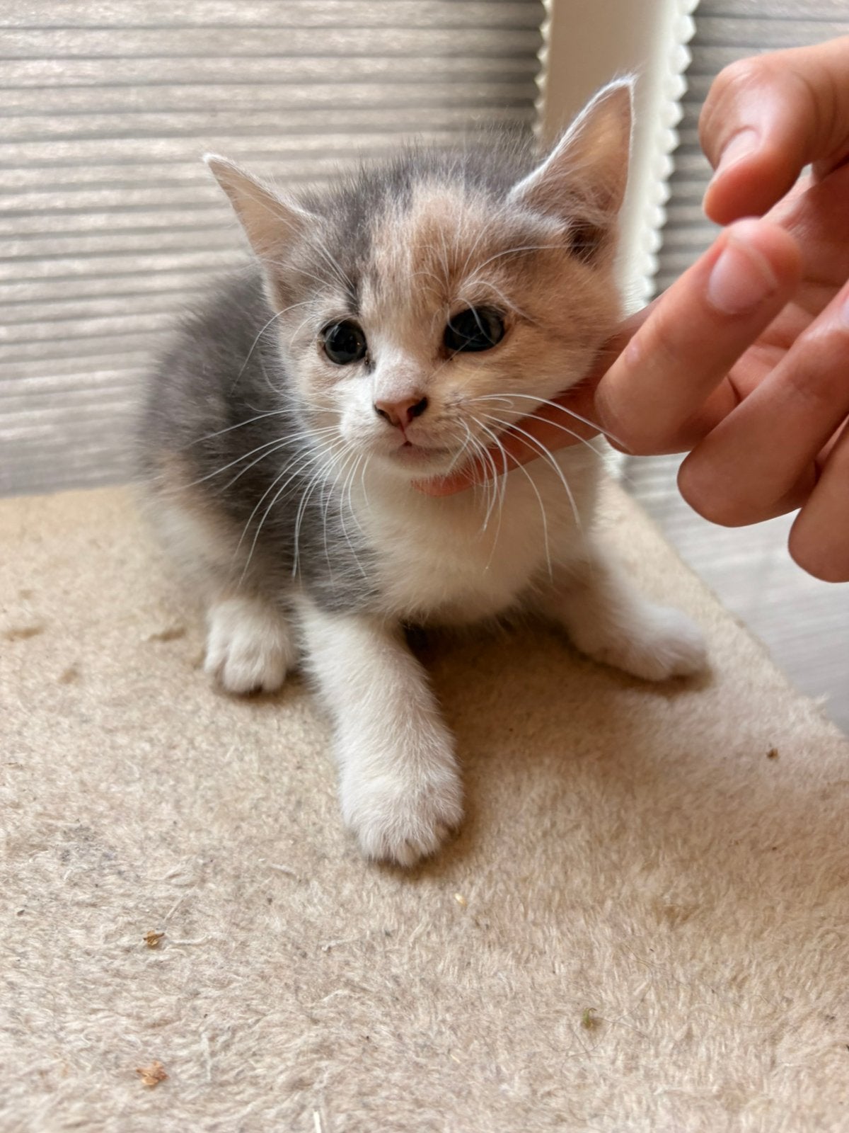 Lieve kittens te koop, Meerdere dieren, Ontwormd
