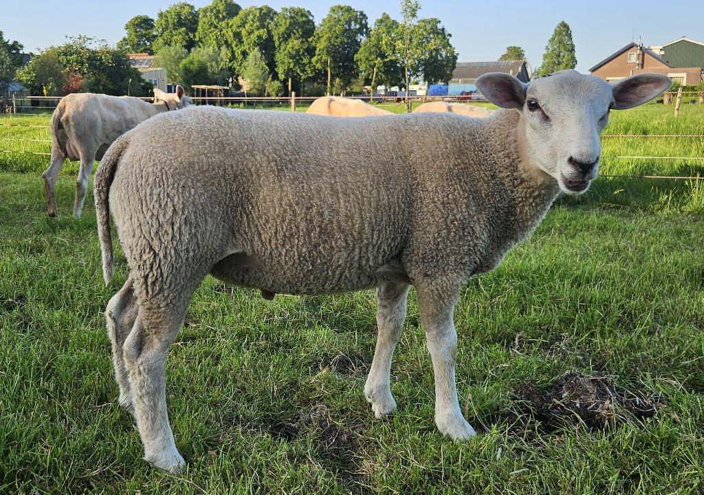 Swifter dekrammen, Dieren en Toebehoren, Mannelijk, Schaap, 0 tot 2 jaar
