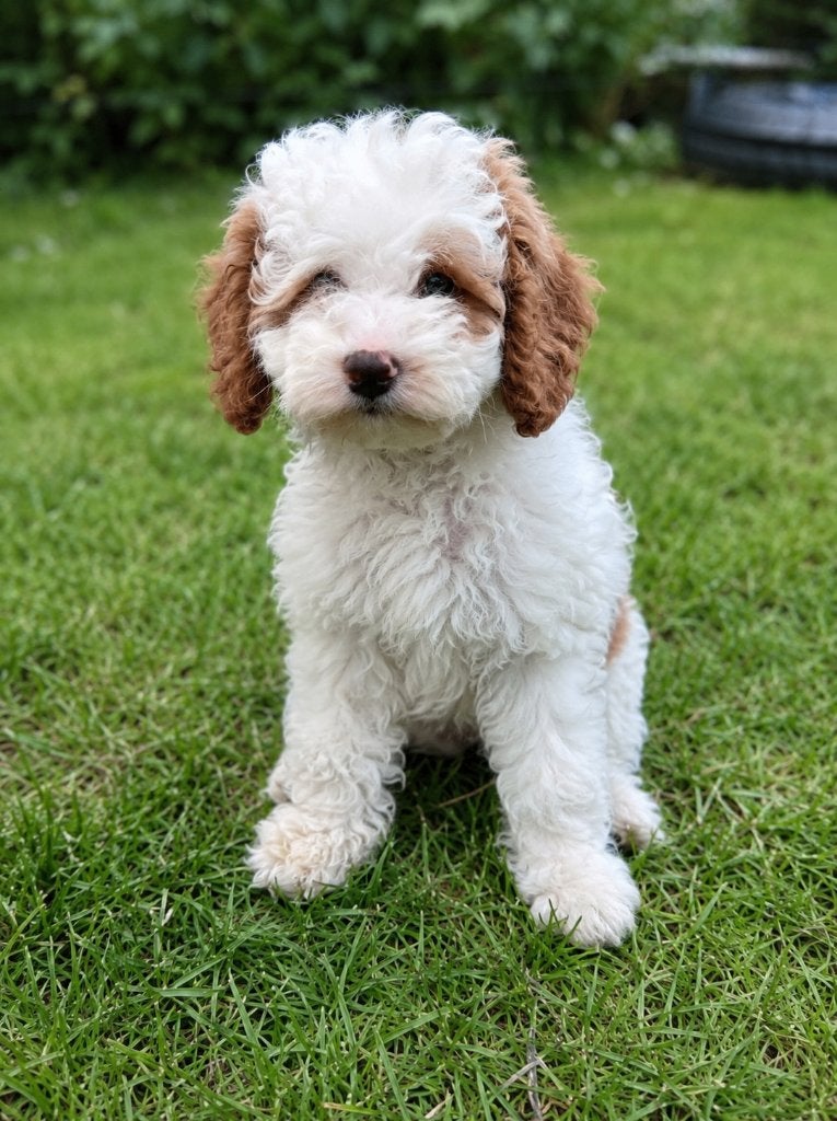 Lieve Maltipoo x Cockapoo laatste teefje, Dieren en Toebehoren, Honden | Chihuahua's en Gezelschapshonden, Parvo, Overige rassen