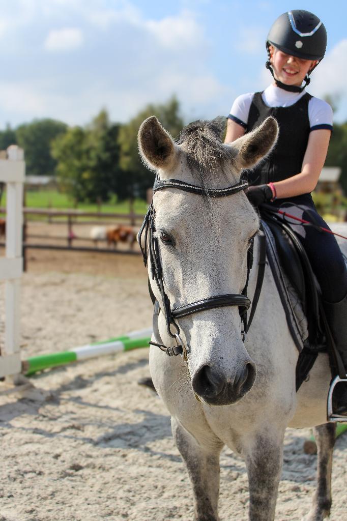 Stoere bomproof D pony te koop, Dieren en Toebehoren, Pony's, Ruin, D pony (1.37m tot 1.48m), Gechipt, 7 tot 10 jaar