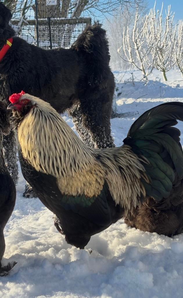 Prachtige grote haan, heel tam maar wel een haantje, Dieren en Toebehoren, Pluimvee, Kip, Mannelijk