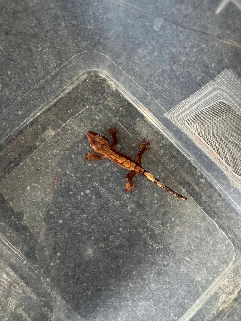 Baby wimpergekko, Dieren en Toebehoren, Hagedis, 0 tot 2 jaar