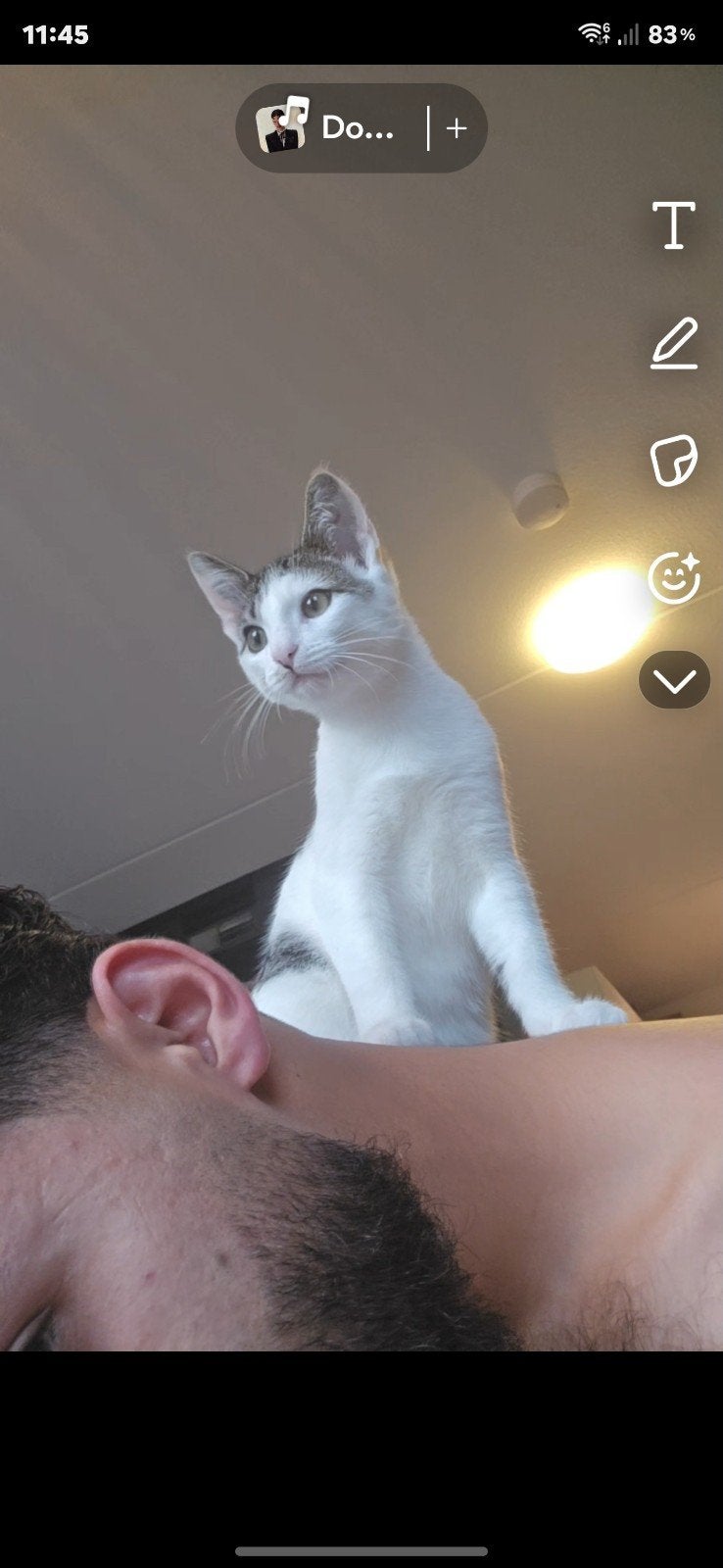 Lieve kat zoekt een nieuw thuis – GRATIS

Met pijn in mij