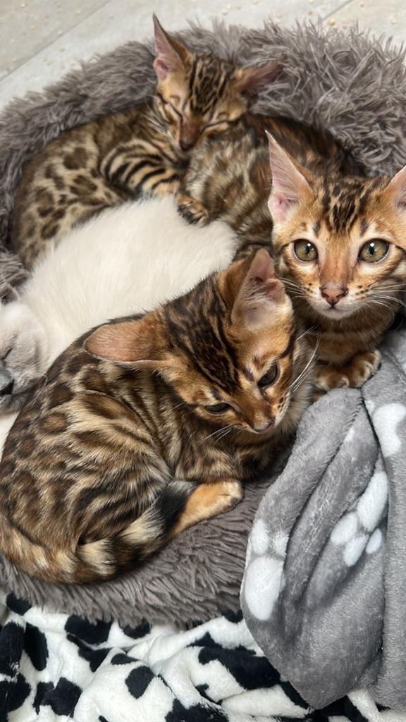 Bengaal kittens, Dieren en Toebehoren, Katten en Kittens | Raskatten | Korthaar, Meerdere dieren, Ontwormd, 0 tot 2 jaar
