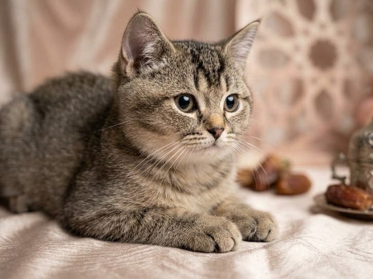 Prachtige British Shorthair Kittens (Kater & Poes), Dieren en Toebehoren, Meerdere dieren, Ontwormd, 0 tot 2 jaar