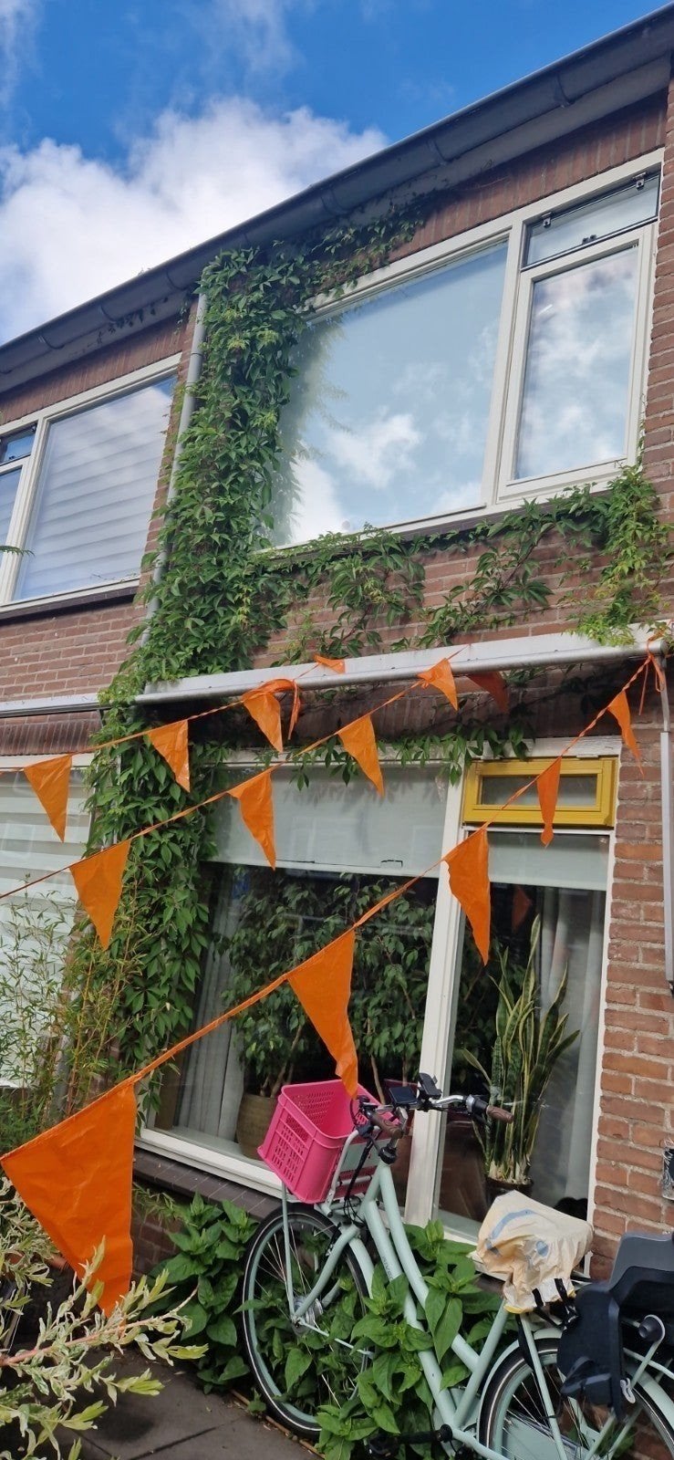 Klimop, Ophalen of Verzenden