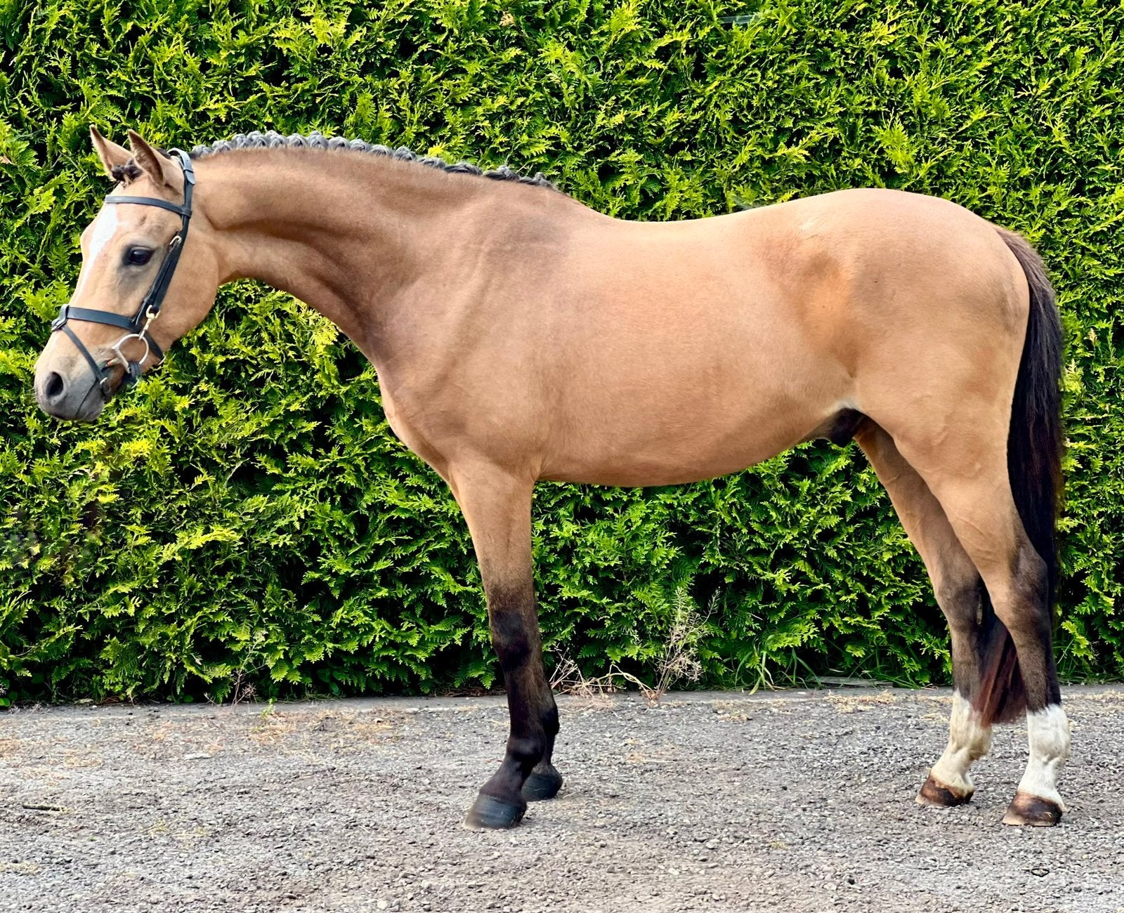 Bloedmooie 3 jarige D-pony !, Dieren en Toebehoren, Pony's, Met stamboom, Ruin, 3 tot 6 jaar, Onbeleerd