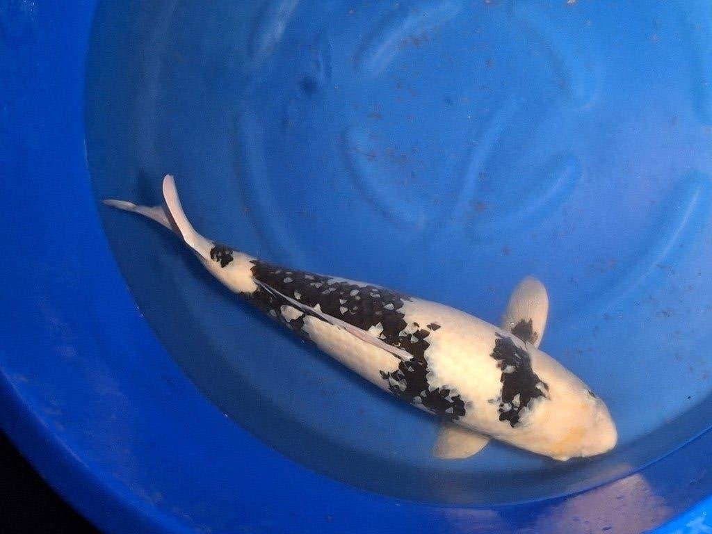 koi schiterende shiro utsuri female omosako 71cm certificaat, Karper of Koi