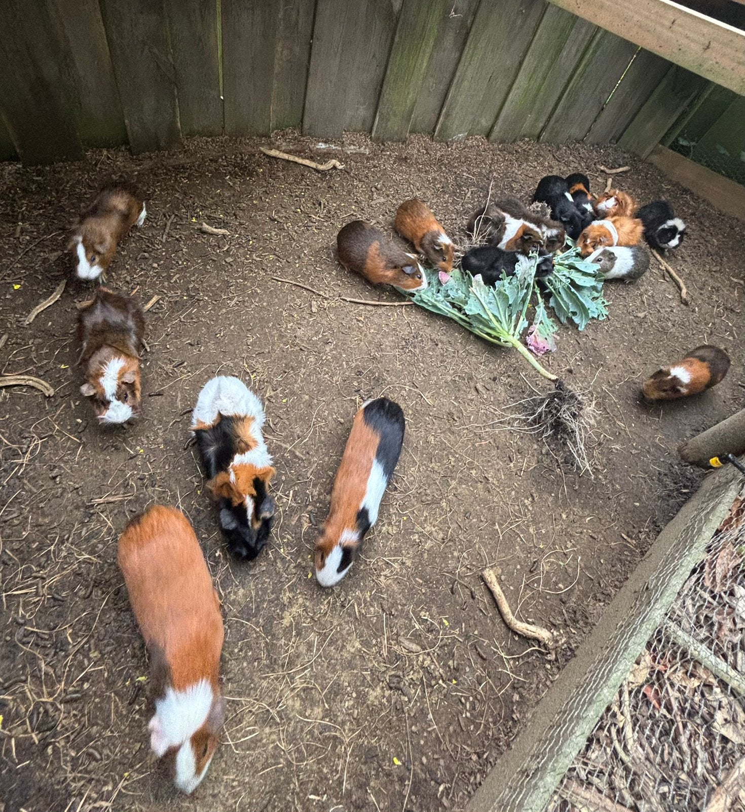 Tamme cavia’s, Mannelijk, Overige soorten