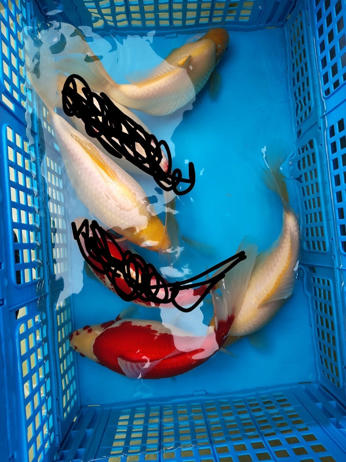 Te koop: 4 grote Ryukin vissen 1 Sarasa & 3 wit/geel +- 30cm, Karper of Koi