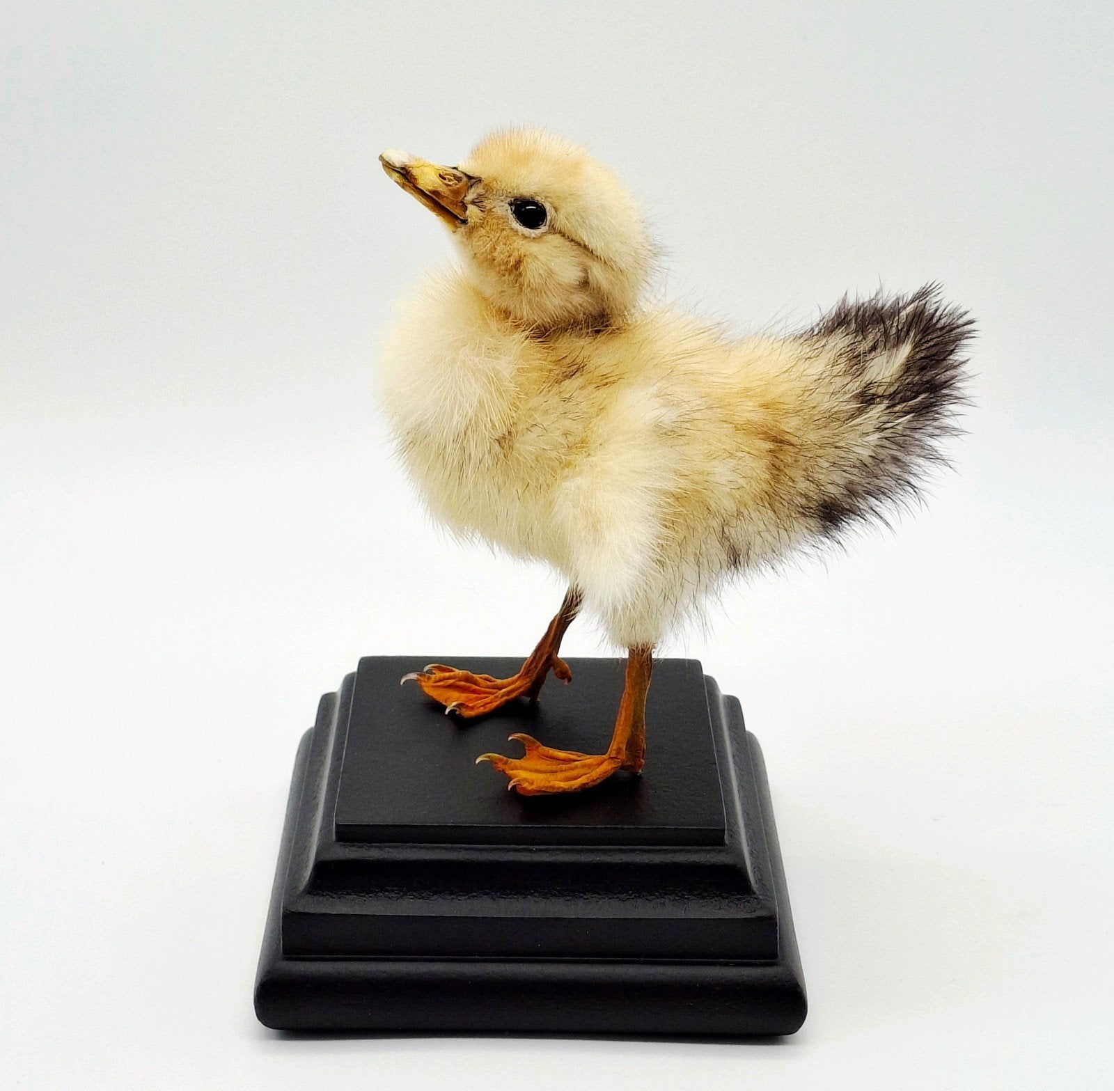 Opgezet eendje taxidermie, Verzamelen, Dierenverzamelingen, Ophalen of Verzenden, Nieuw, Vogel, Opgezet dier