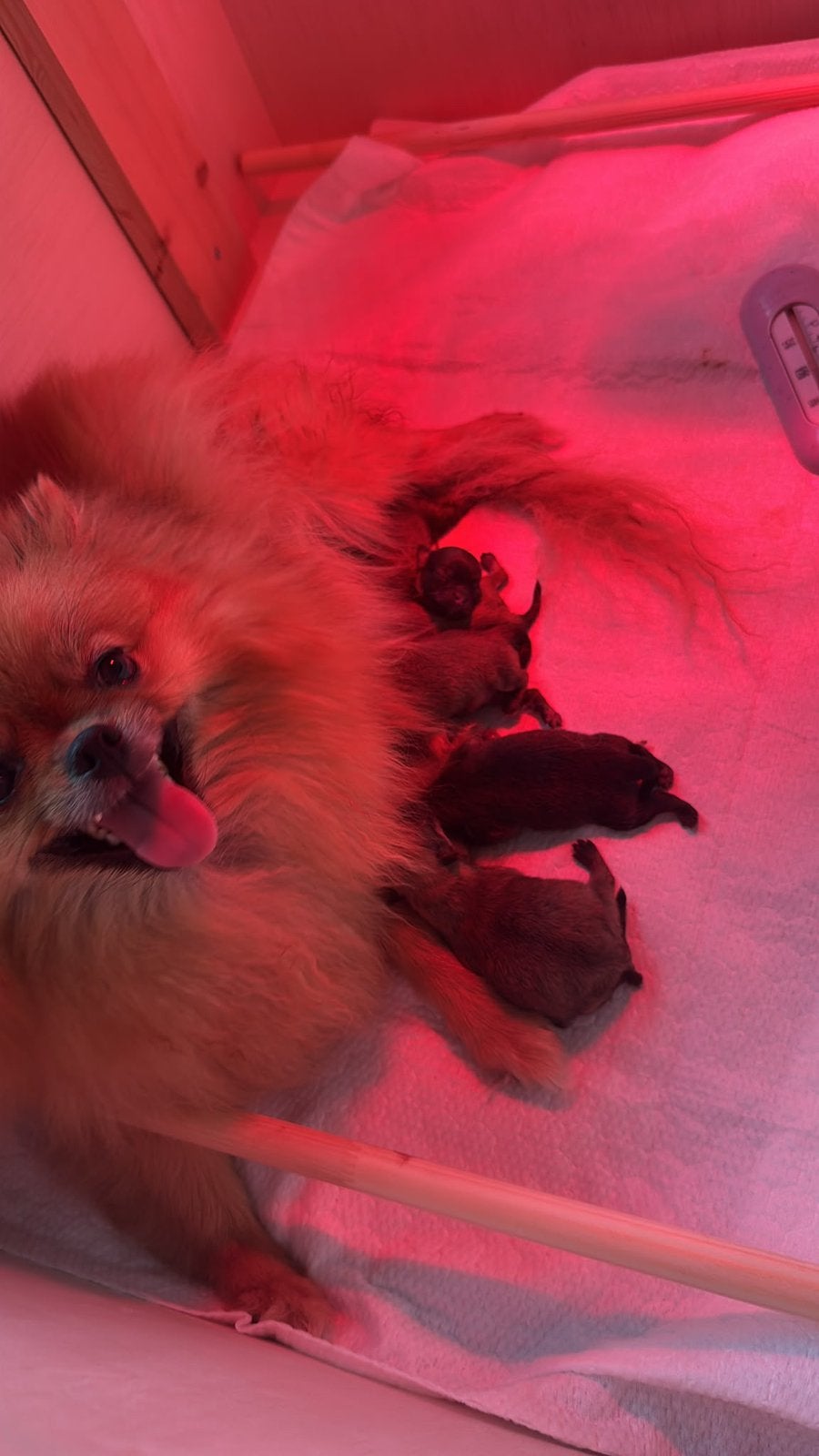 Prachtige Pomeriaan pups – vanaf nu te reserveren!, Dieren en Toebehoren, Keeshond, CDV (hondenziekte), 8 tot 15 weken, Meerdere dieren