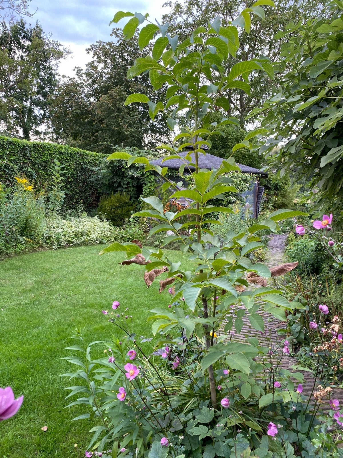 Jonge Notenboom - Walnootboom voor uw tuin, Overige soorten, Lente, 250 tot 400 cm, Ophalen